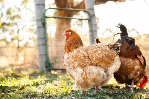 Happy flocks of free range hens and rooster in poultry yard - Australian Stock Image