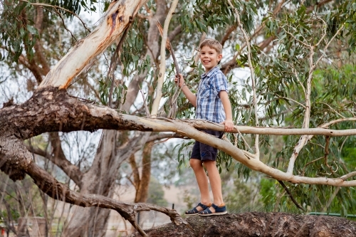 Happy kid climbing on fallen gum tree branch - Australian Stock Image