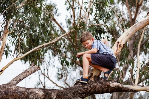 Happy kid climbing on fallen gum tree branch - Australian Stock Image