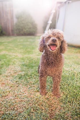 Happy toy poodle in the backyard in summer