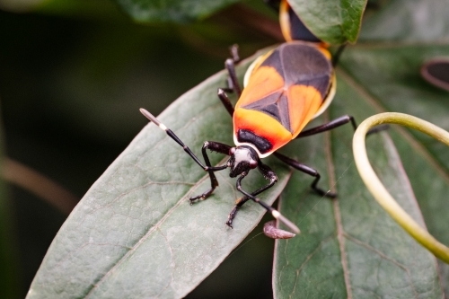 Harlequin Bug on Leaf from Above - Australian Stock Image