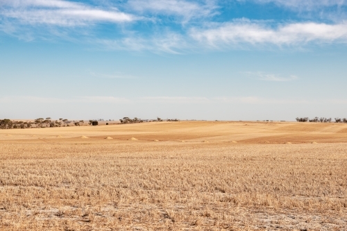 Harvested wheat crop in paddock with hay mounds in the distance - Australian Stock Image