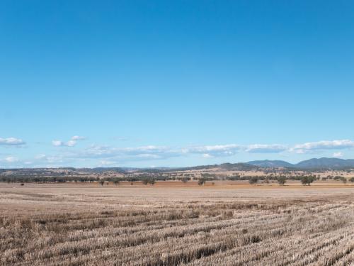 Harvested wheat field in a dry summer with blue sky - Australian Stock Image