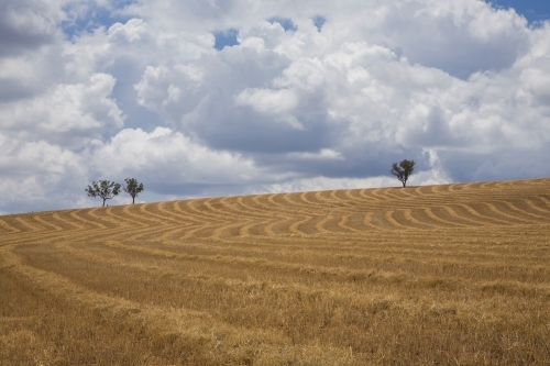 Harvested wheatfield pattern with clouds in sky and distant trees - Australian Stock Image