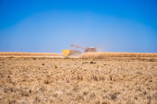 Harvesting corn on farm in bright sunlight - Australian Stock Image