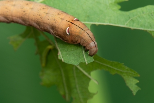 Hawk Moth caterpillar on grape leaf