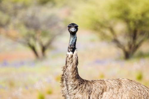 Head and upper body of emu looking at camera - Australian Stock Image