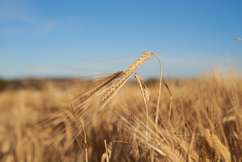 Head of barley above the crop under blue sky - Australian Stock Image