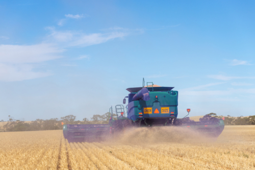 Header harvesting grain - Australian Stock Image