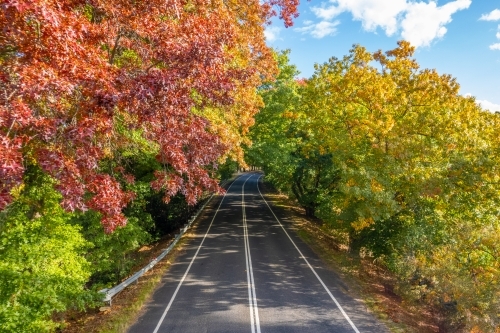 Heading through a canopy of autumn trees along an asphalt road - Australian Stock Image