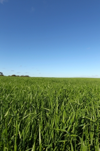 healthy green crop and clear blue sky - Australian Stock Image