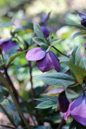 Hellebore plant in spring - Australian Stock Image