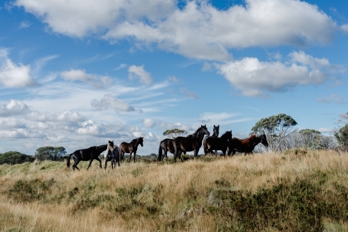 Herd of Australian Wild horses / brumbies on a grassy hill - Australian Stock Image