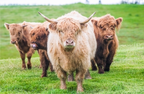 Herd of brown highland cows in pasture - Australian Stock Image