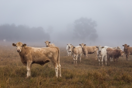 Herd of cattle in a misty paddock