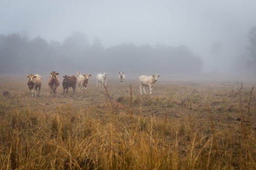 Herd of cattle in a misty paddock - Australian Stock Image