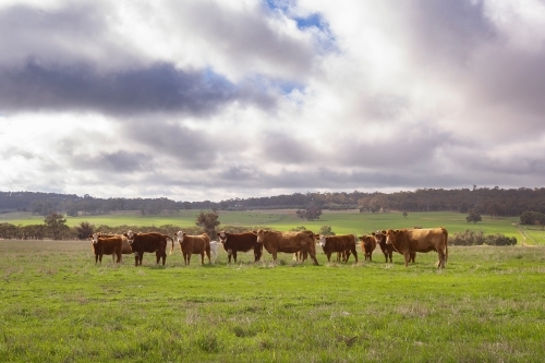 Herd of cattle in green paddock - Australian Stock Image