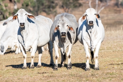 Herd of cattle in the paddock on a sunny day - Australian Stock Image