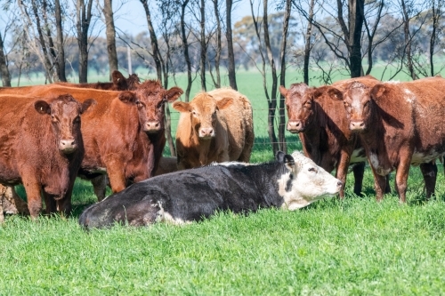 Herd of cows sitting in the bright noon sun curiously looking at the camera. - Australian Stock Image