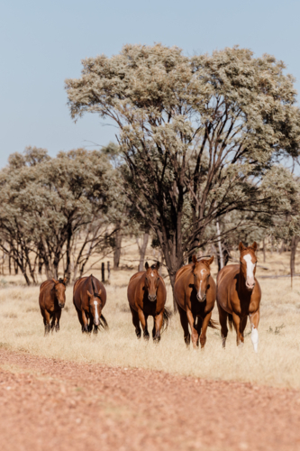 Herd of horses walking on the side of the dirt road - Australian Stock Image