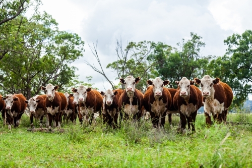 Herd of inquisitive Hereford cattle in paddock - newly restocked farm - Australian Stock Image