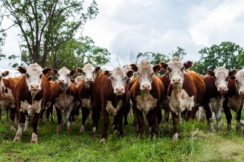 Herd of inquisitive Hereford cattle in paddock - newly restocked farm - Australian Stock Image