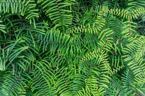 Herringbone Fern fronds - Australian Stock Image