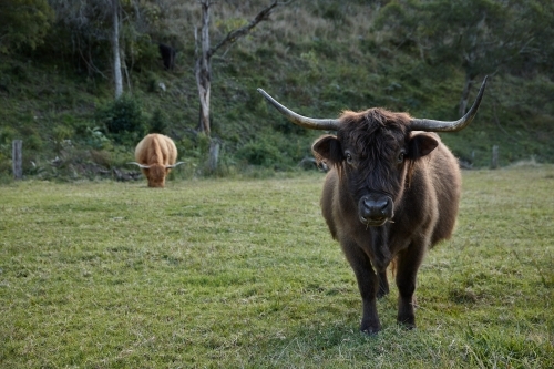 Highland cattle standing in paddock - Australian Stock Image