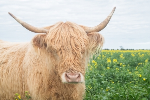 Highland cow in big paddock with yellow flowers - Australian Stock Image