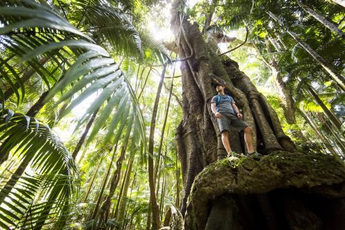 Hiker standing on climbing trees in rainforest