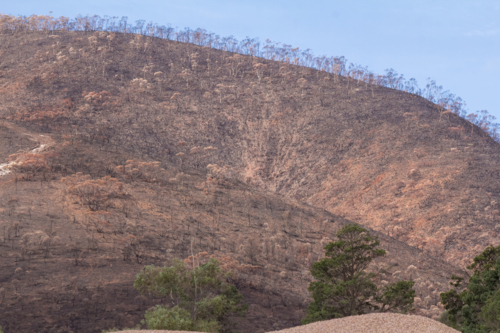 Hill burnt brown in aftermath of  the bushfire - Australian Stock Image