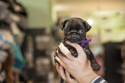 Holding a pug puppy - Australian Stock Image