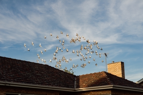 Homing pigeons in flight over an Australian red brick house - Australian Stock Image