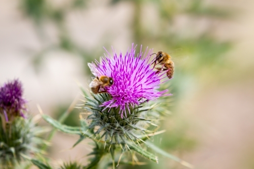 Honey Bees on Purple scotch thistle or Wooly Thistle.  Cirsium eriophorum - Australian Stock Image