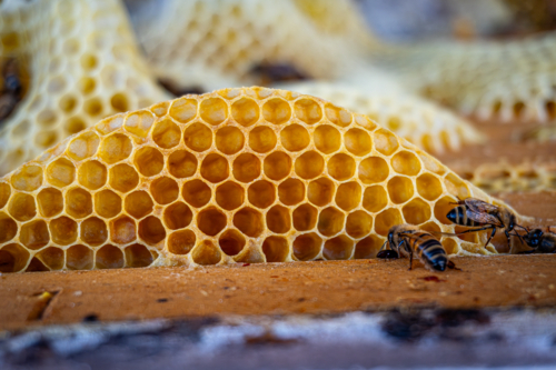 Honeycomb in a beehive with bees - Australian Stock Image
