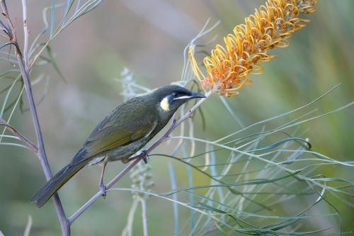 Honeyeater on a Grevillea - Australian Stock Image