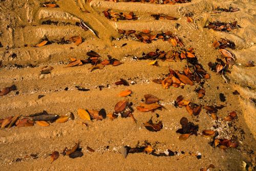 Horizontal ripples of beach sand with brown and orange leaf litter - Australian Stock Image