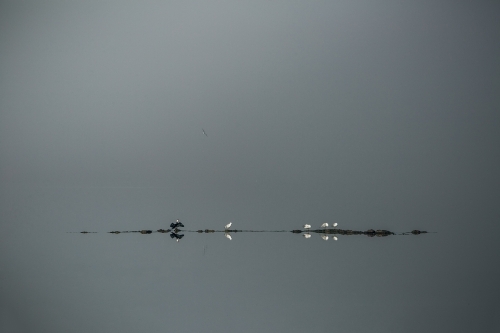 Horizontal shot of a bird and a rock reflections in the water at misty morning - Australian Stock Image