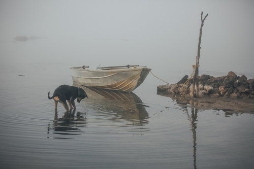 Horizontal shot of a dog and a rowboat on the shore of an inlet on a misty morning - Australian Stock Image