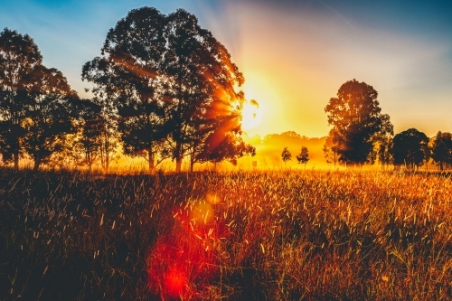 horizontal shot of a grassy field with trees on a sunset with bright yellow and orange sun rays - Australian Stock Image