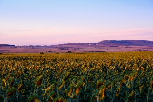 horizontal shot of a green and purple landscape with mountains and clear skies in the background - Australian Stock Image