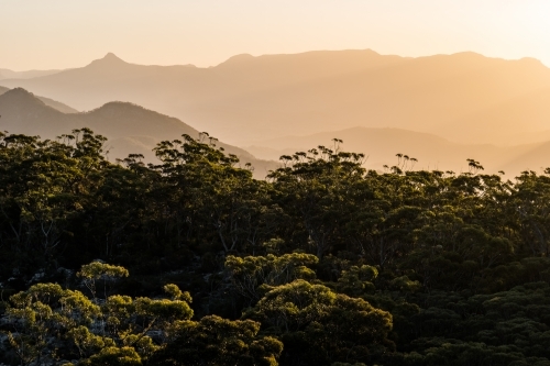 Horizontal shot of a green forest at sunset - Australian Stock Image