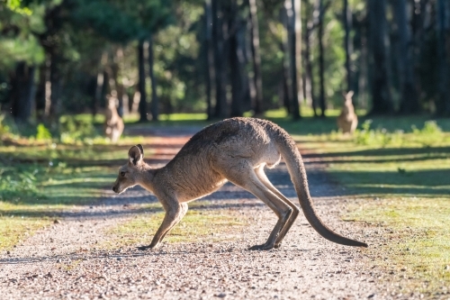 Horizontal shot of a kangaroo on a field with trees - Australian Stock Image