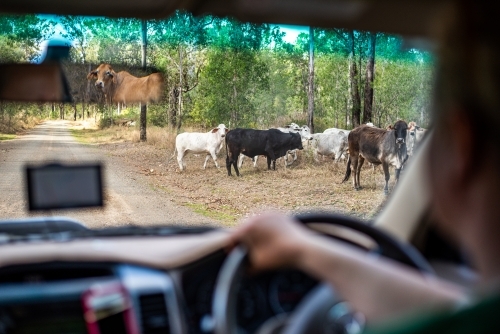 Horizontal shot of a man driving with multiple cows on the road on a rural place - Australian Stock Image