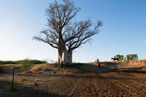 Horizontal shot of a man riding his horse towards a big old Boab tree - Australian Stock Image