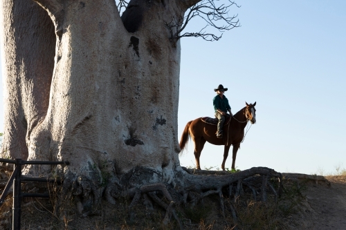 Horizontal shot of a man riding his horse under a big Boab tree - Australian Stock Image