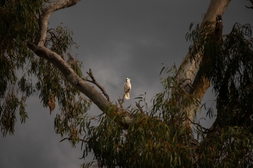 Horizontal shot of a white cockatoo standing on top of a twig on a cloudy day with grey skies - Australian Stock Image