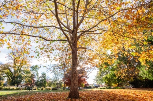 Horizontal shot of an autumn tree with leaves falling on the ground - Australian Stock Image