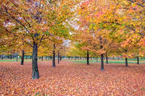 Horizontal shot of autumn trees and leaves - Australian Stock Image