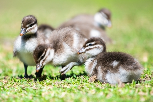 Horizontal shot of ducklings on a grassland - Australian Stock Image